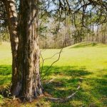 Transform Your Landscape with Professional Tree Service in Crossville TN